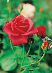 Lanka sri roses in Roses Production